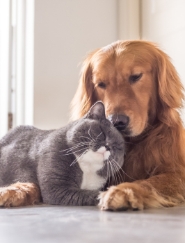 ძაღლი და კატა