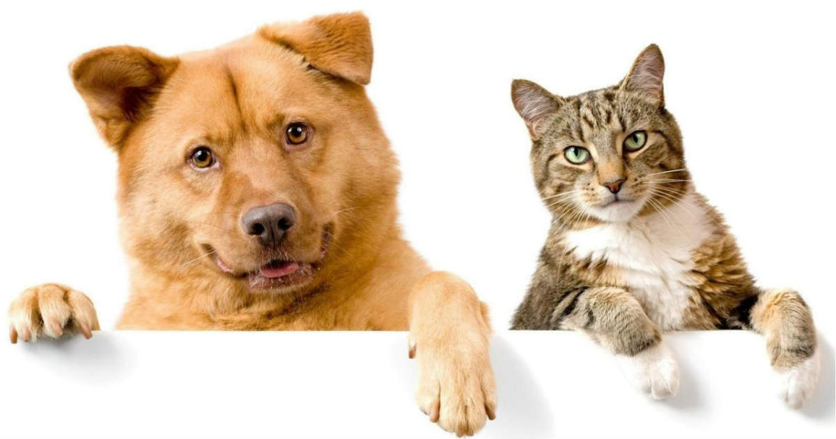 ძაღლი და კატა